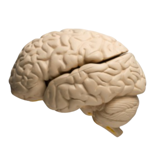 Brain